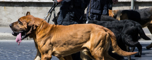 Devenir agent cynophile à Toulouse