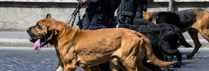 Devenir agent cynophile à Toulouse